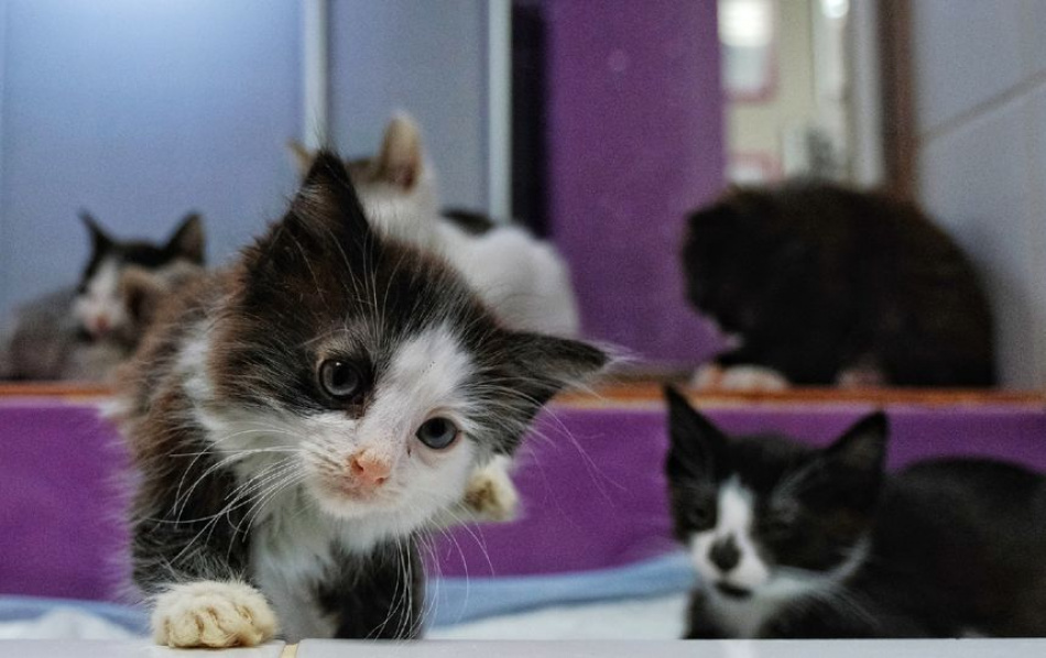 Как стать хозяином эрмитажного котенка?
